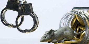 经济犯罪都有哪些种类？