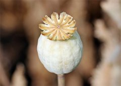 贩毒多少克会被判刑？