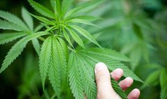 种植毒品多少株为犯罪？